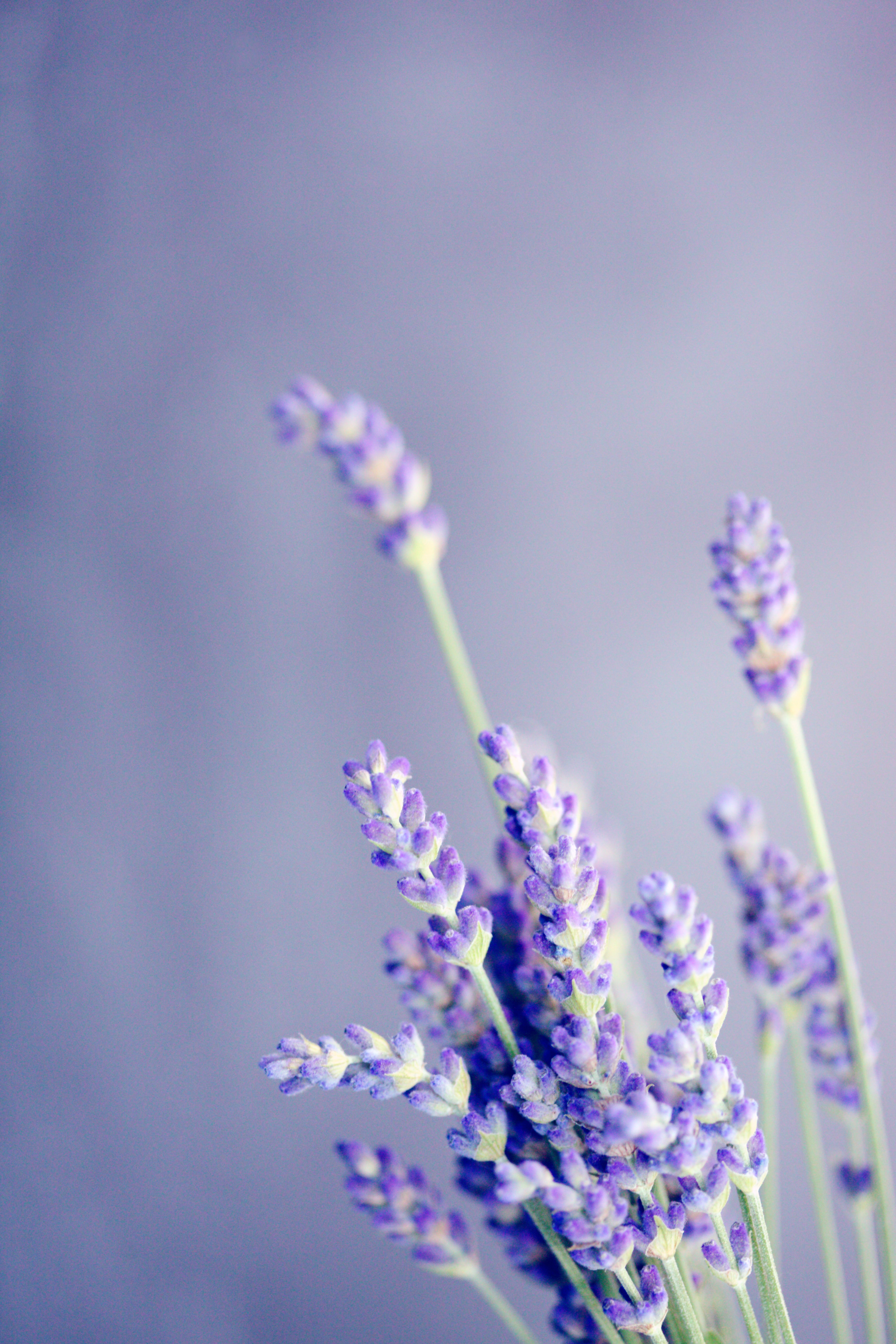 Image of lavender